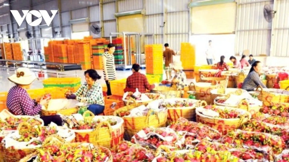 Fruit and vegetables exports fall in three consecutive months